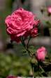 20050607_160000 Rosa.jpg